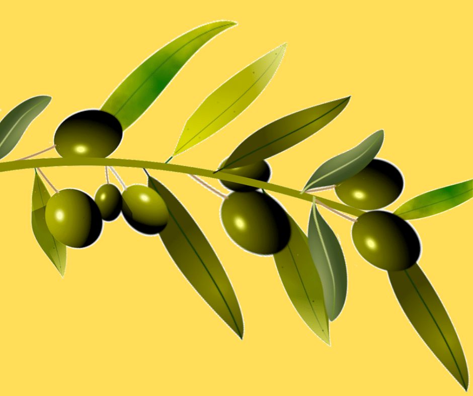 Польза оливок (маслин), их целебный состав