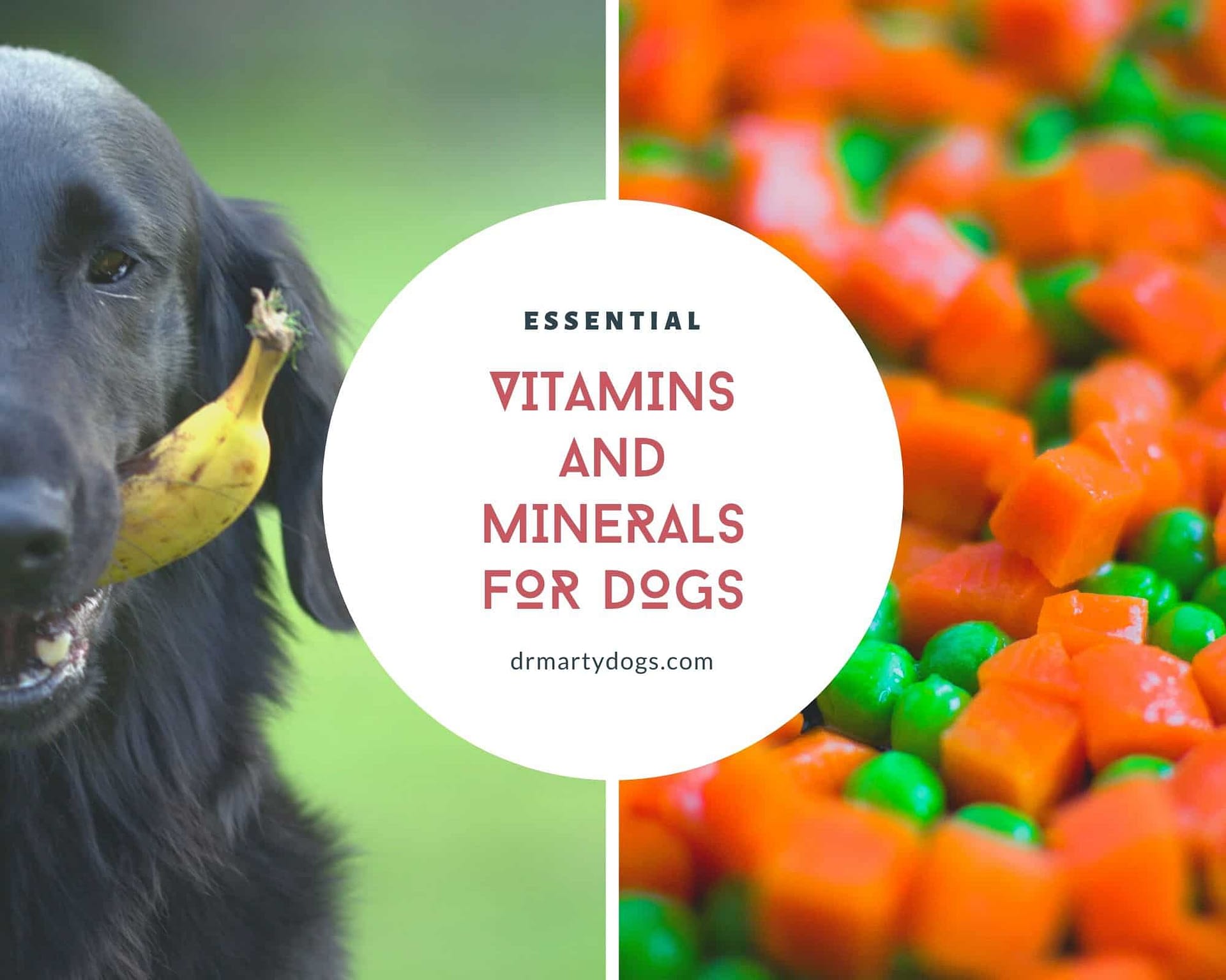 essential vitamins and minerals for dogs