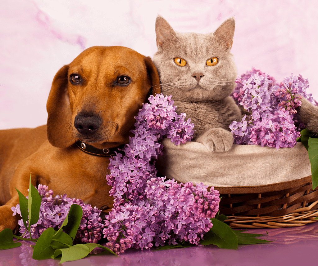 Can dogs and cats living together? - Dogs&Cats