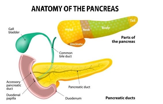 Pancreatitis in Cats Dogs&Cats % Causes, Symptoms,and Treatment